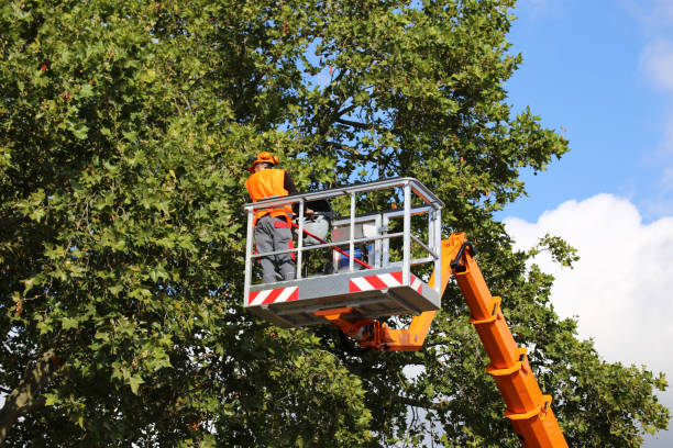 Why Choose Our Tree Removal Services in Lyman, MS?